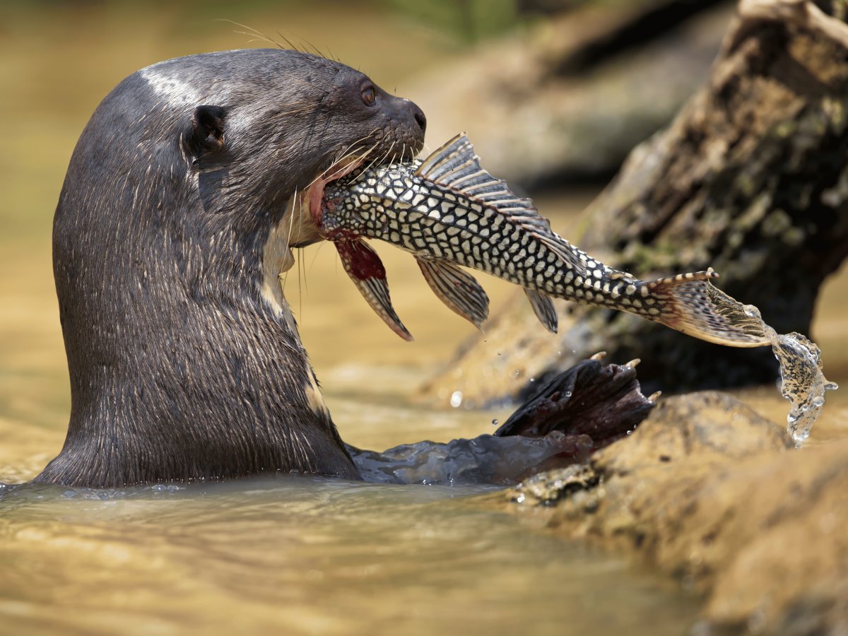 Pantanal