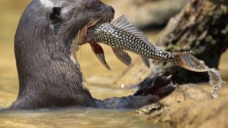 Pantanal
