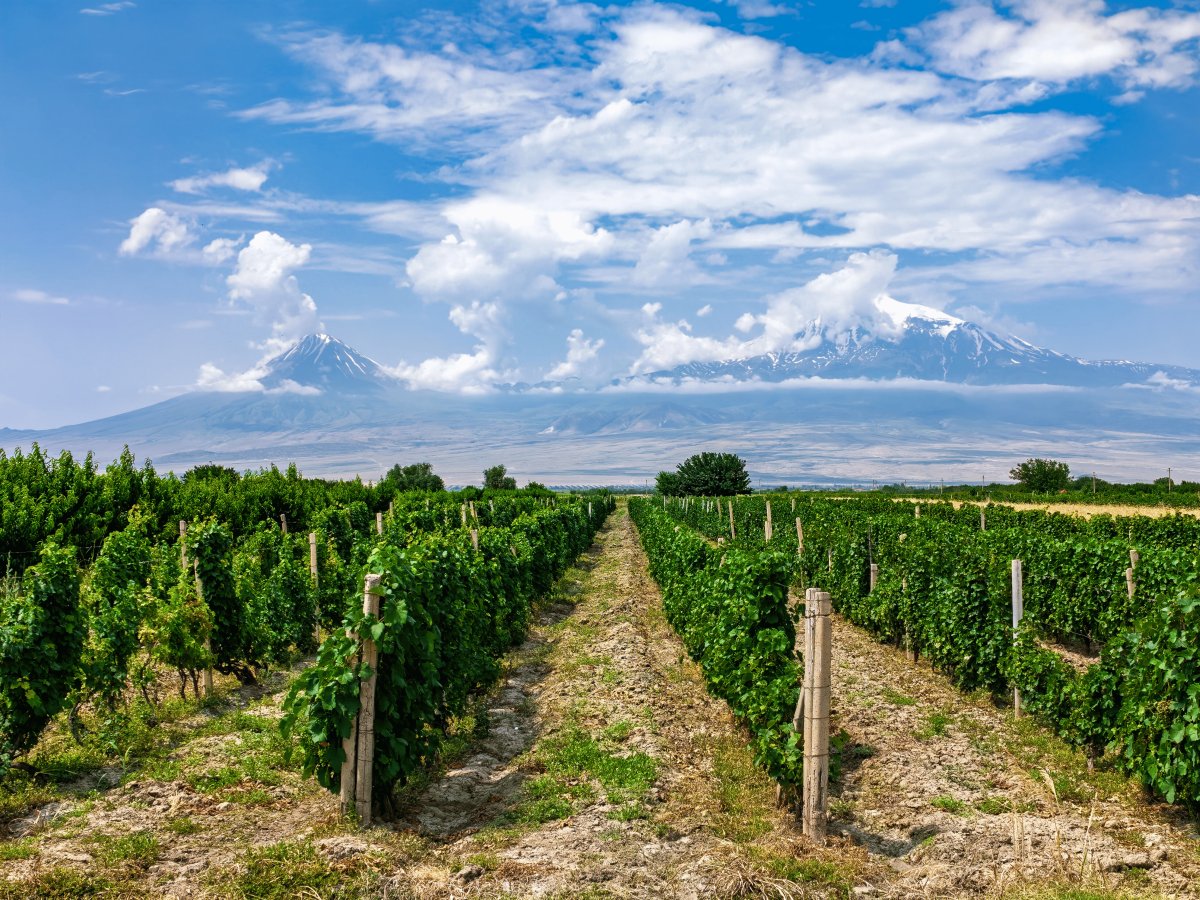 Mendoza Vinhos