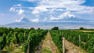 Mendoza Vinhos