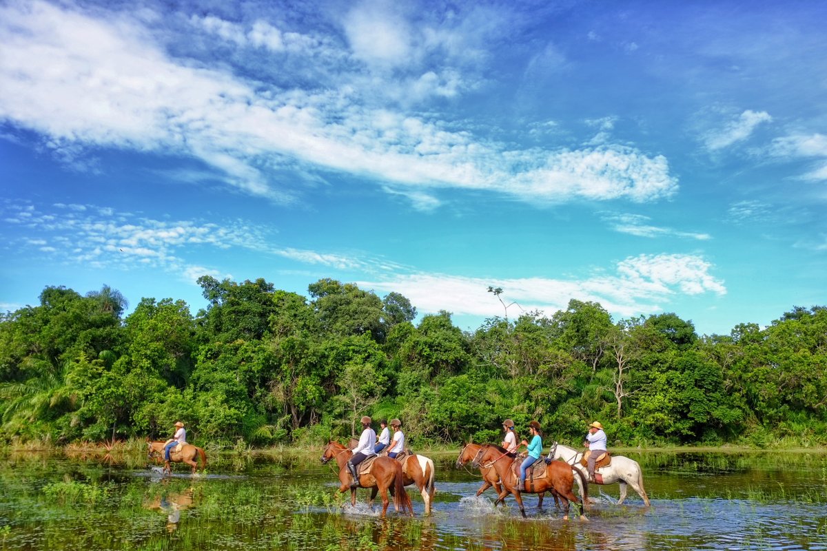 Pantanal Aguapé