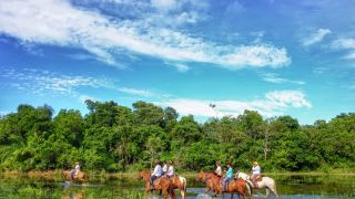 Pantanal Aguapé