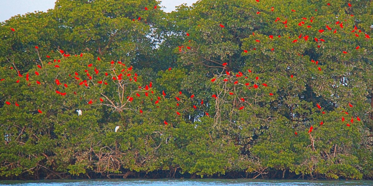 Delta do Parnaíba
