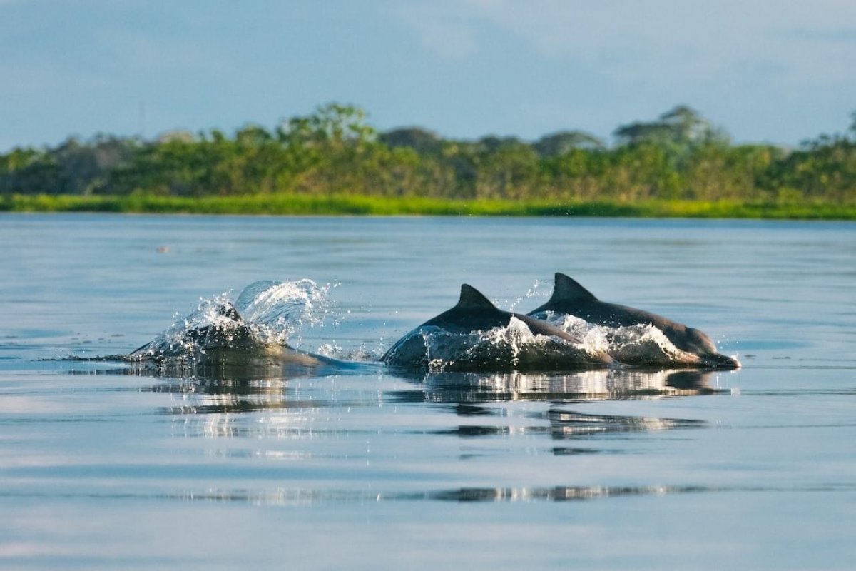 Reserva Mamirauá Pousada Uacari Amazônia