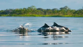 Reserva Mamirauá Pousada Uacari Amazônia