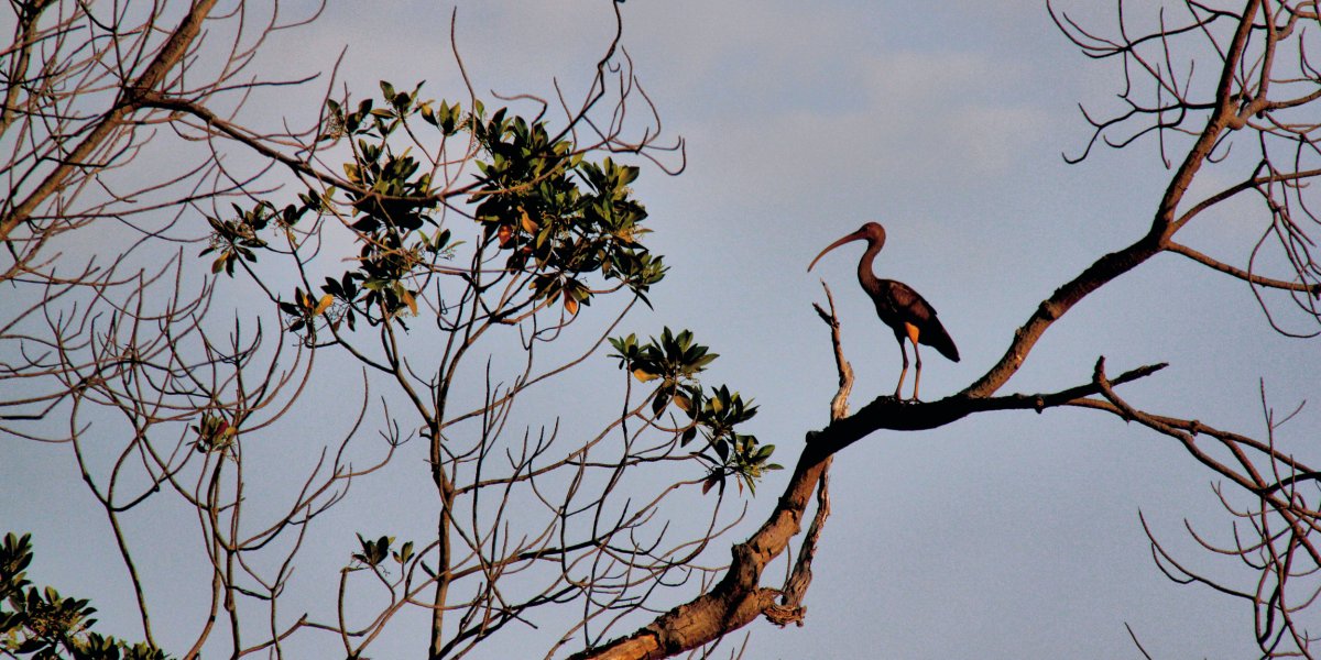 Delta do Parnaíba