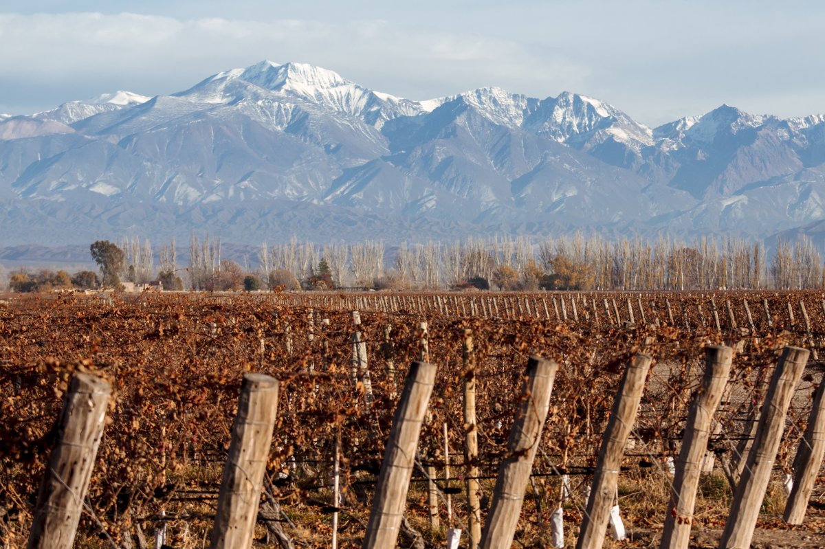Mendoza Vinhos