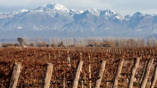 Mendoza Vinhos