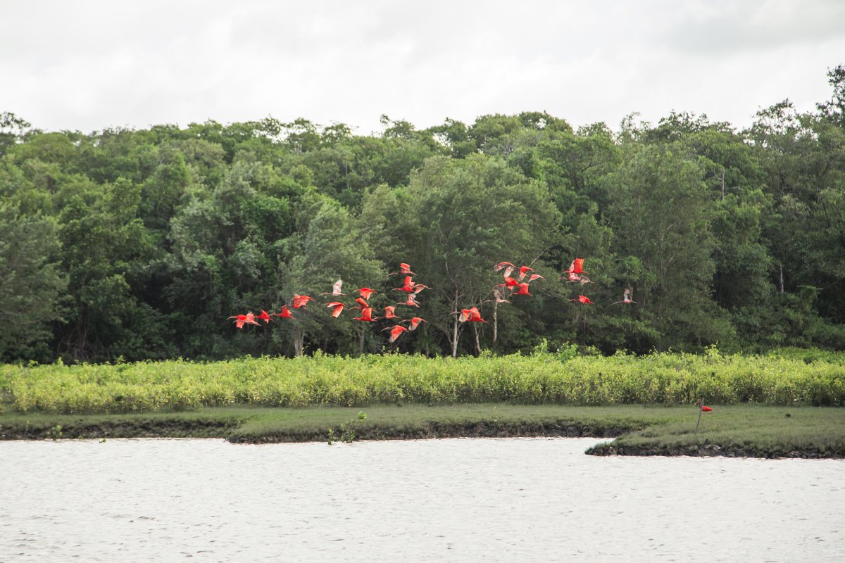 Ilha do Marajó Pará